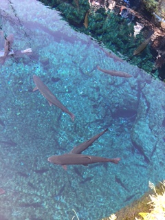 4忍野八海.jpg